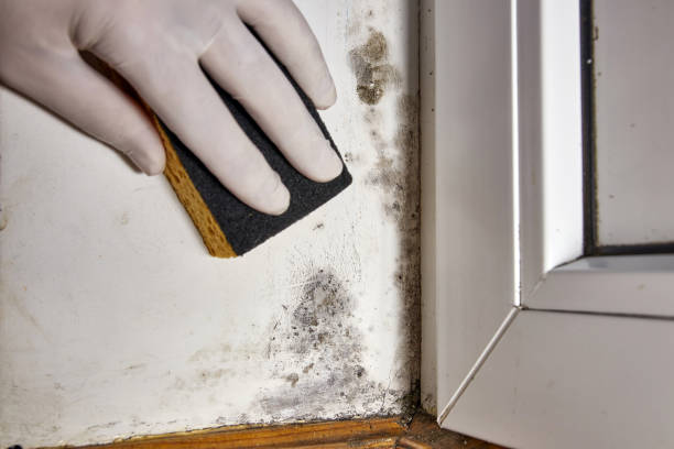 Best HVAC Mold Inspection and Cleaning  in Wickenburg, AZ