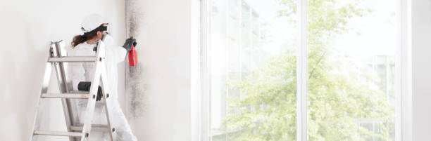 Reliable Wickenburg, AZ Mold Removal Solutions